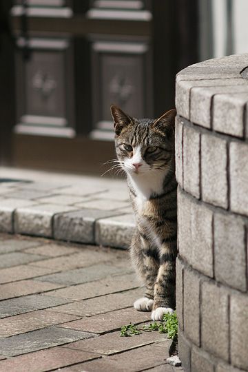 ねこ