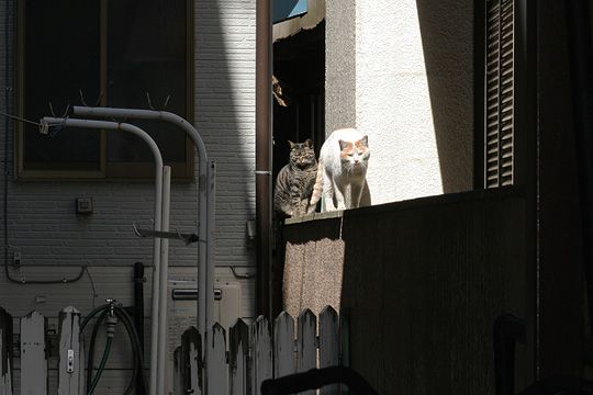 ねこ