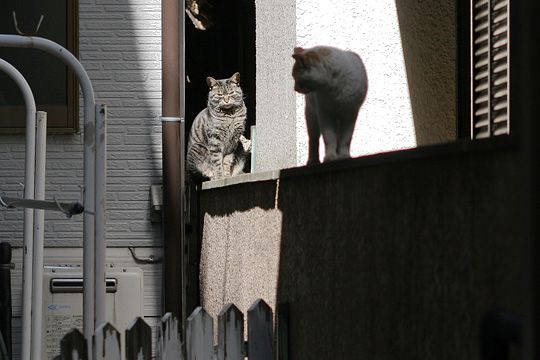 ねこ