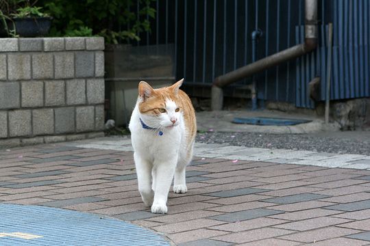 ねこ