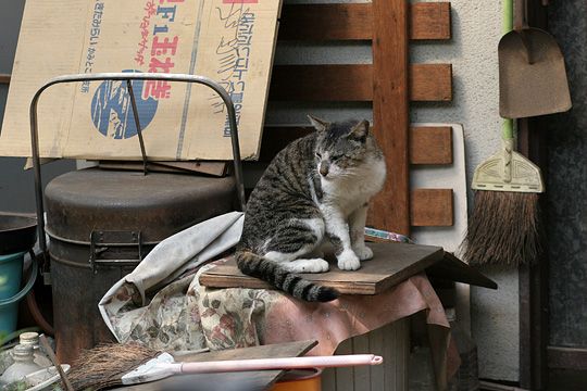 ねこ