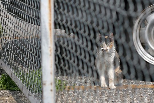 ねこ