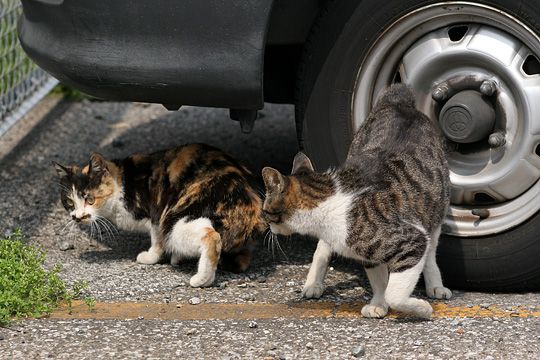 ねこ