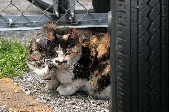 ねこ