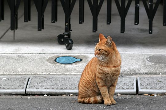 ねこ