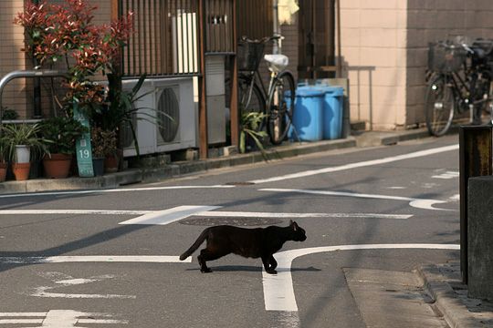 ねこ