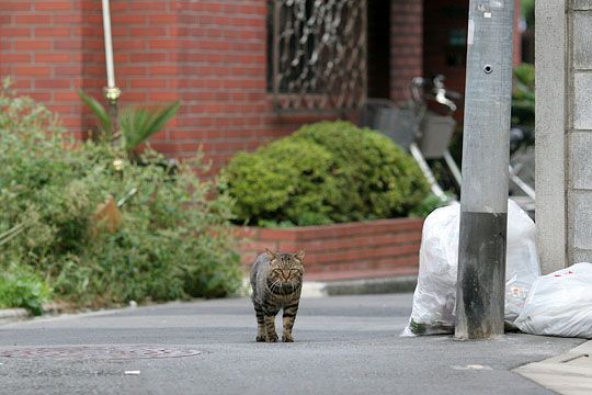 ねこ