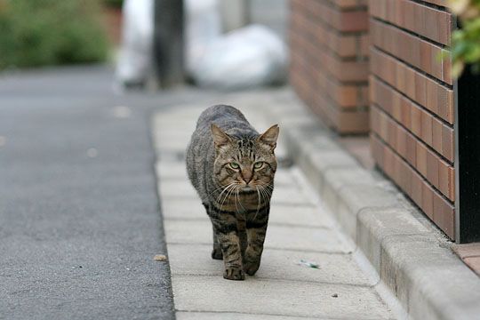 ねこ