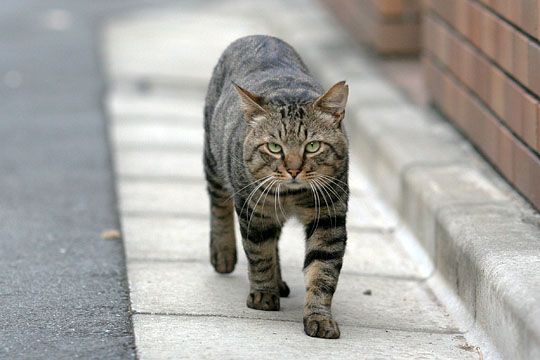 ねこ