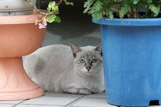 ねこ