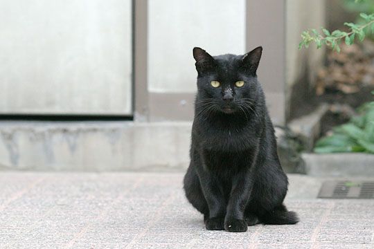 ねこ