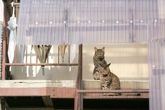 ねこ