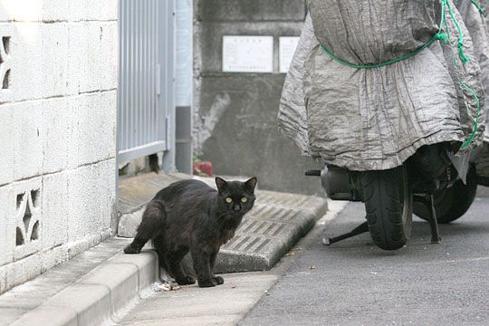 ねこ