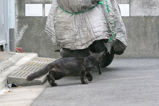 ねこ