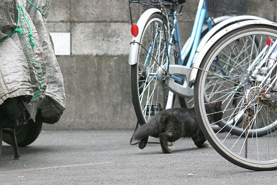 ねこ