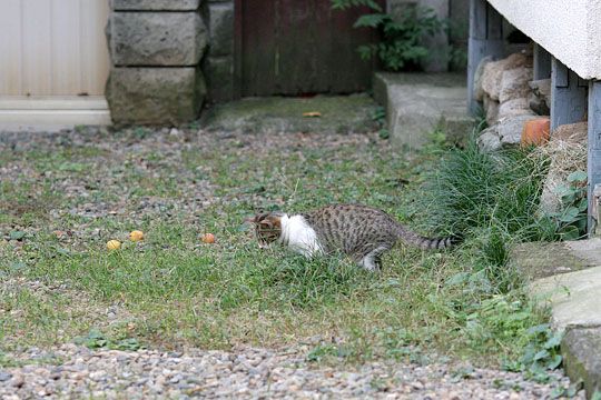 ねこ