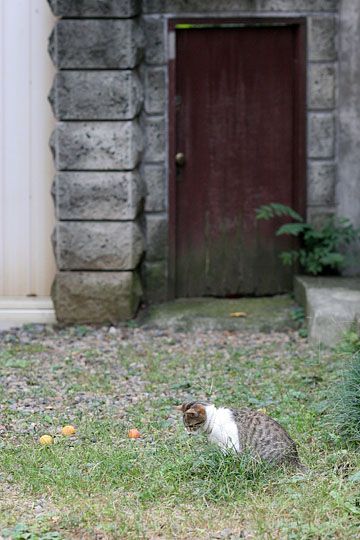 ねこ