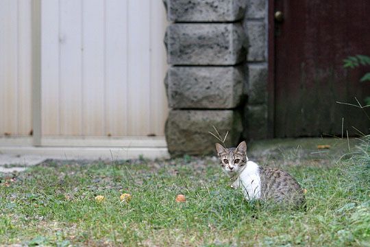 ねこ