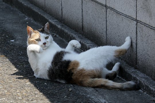 街のねこたち