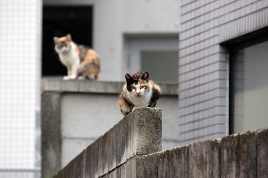 街のねこたち