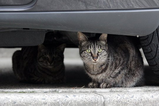 街のねこたち