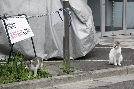 街のねこたち