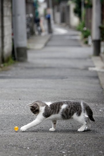 街のねこたち