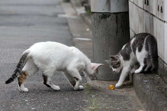 街のねこたち