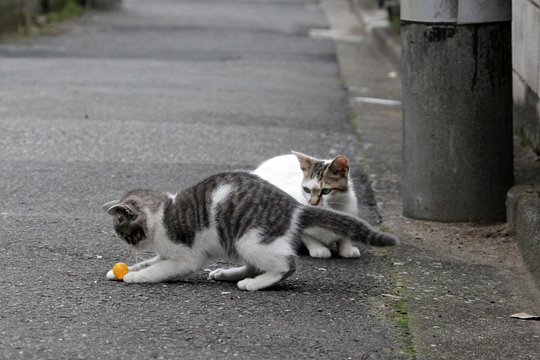 街のねこたち