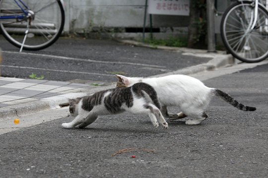 街のねこたち