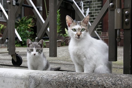 街のねこたち