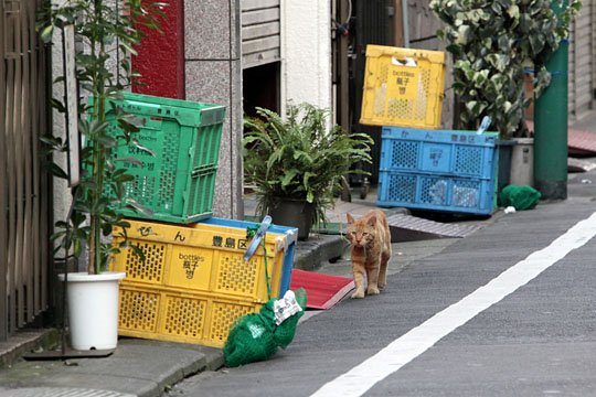 街のねこたち