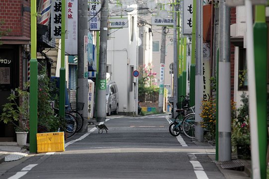 街のねこたち