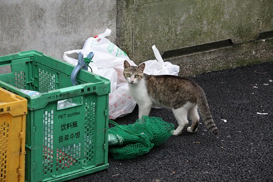 街のねこたち