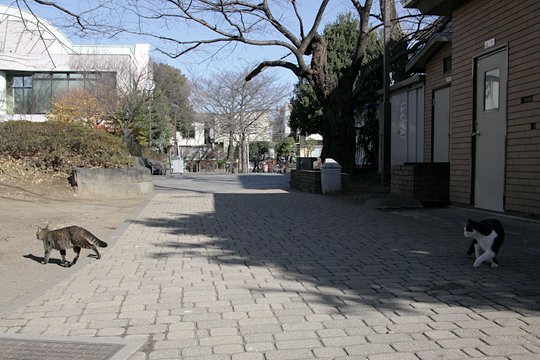 街のねこたち