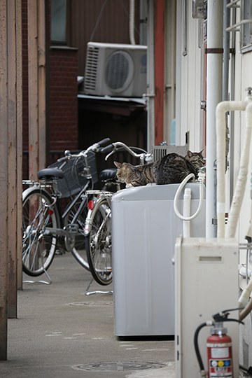 街のねこたち