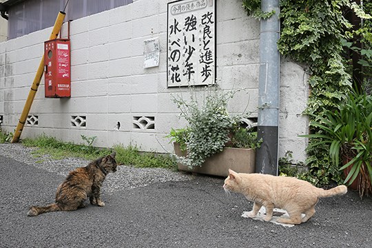 街のねこたち