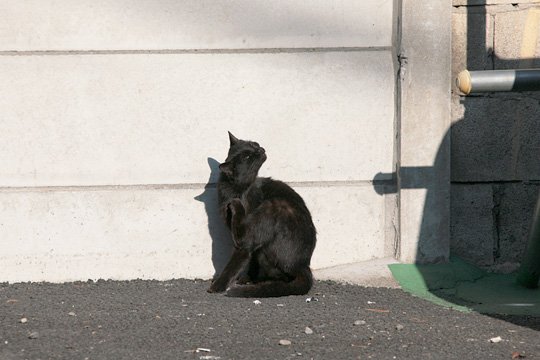 ねこ
