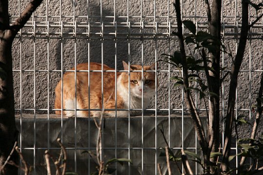 ねこ