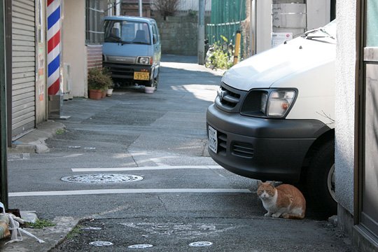 ねこ