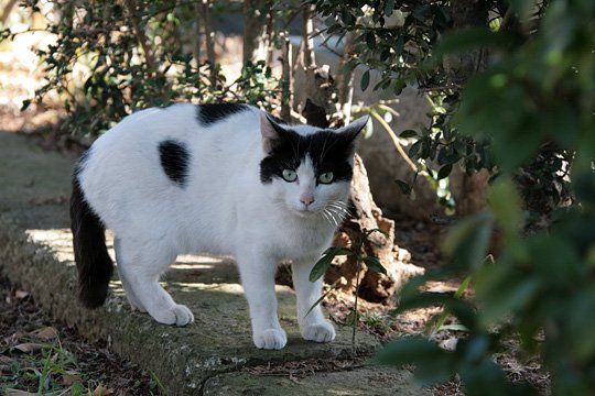 ねこ