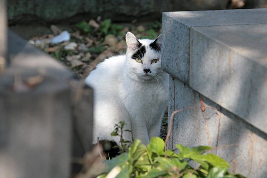 ねこ