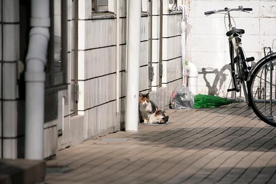 ねこ