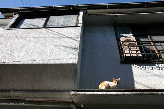 ねこ