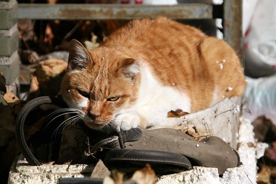 ねこ