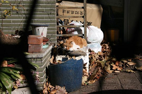 ねこ