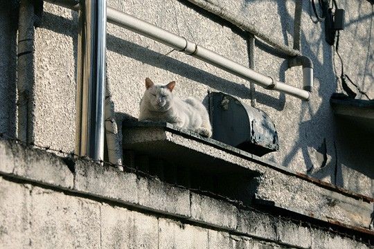 ねこ