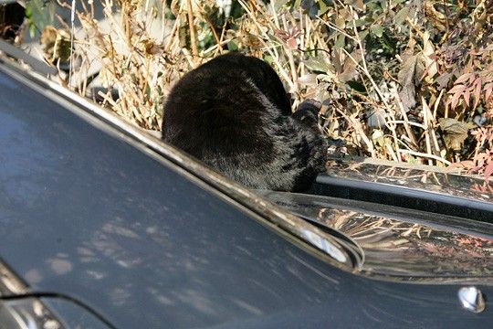 ねこ