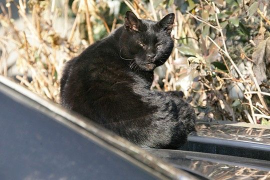 ねこ