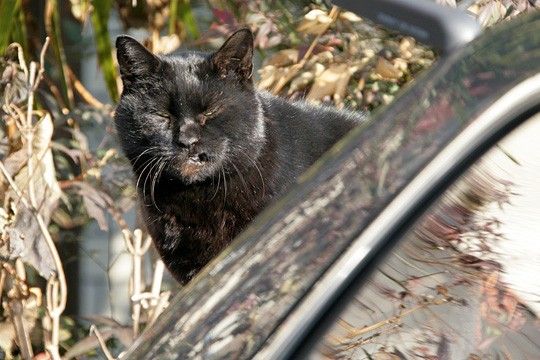 ねこ